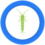 Silverfish Control Services Epping